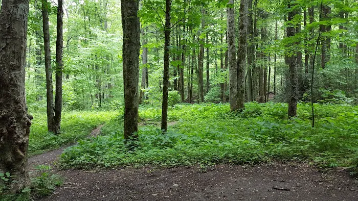 Lower Walnut Bottom Campsite 37 9