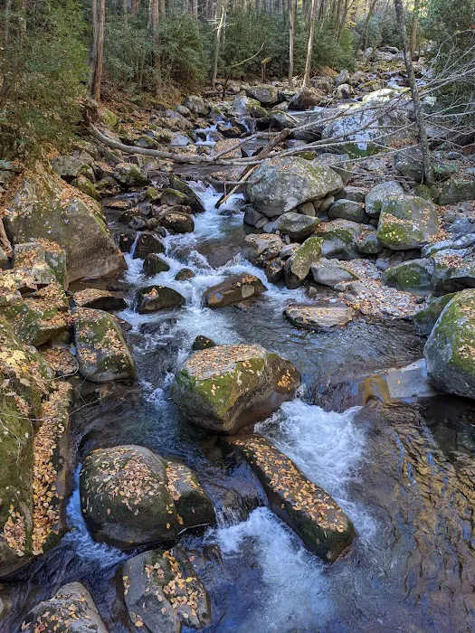 Lower Walnut Bottom Campsite 37 0