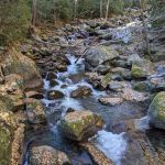 Lower Walnut Bottom Campsite 37