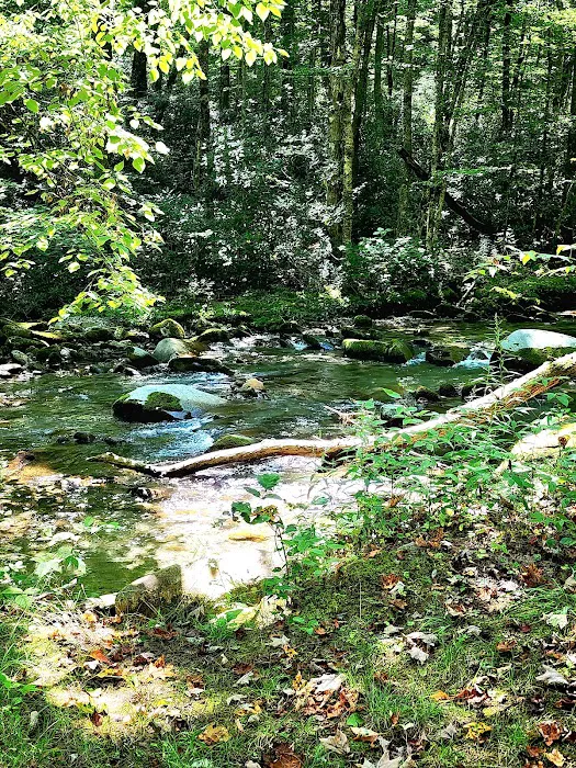 Backcountry Campsite #36 8