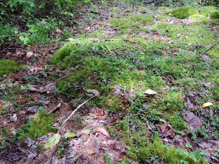 McNabb Creek Group Campground 3