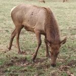 Tow String Horse Camp