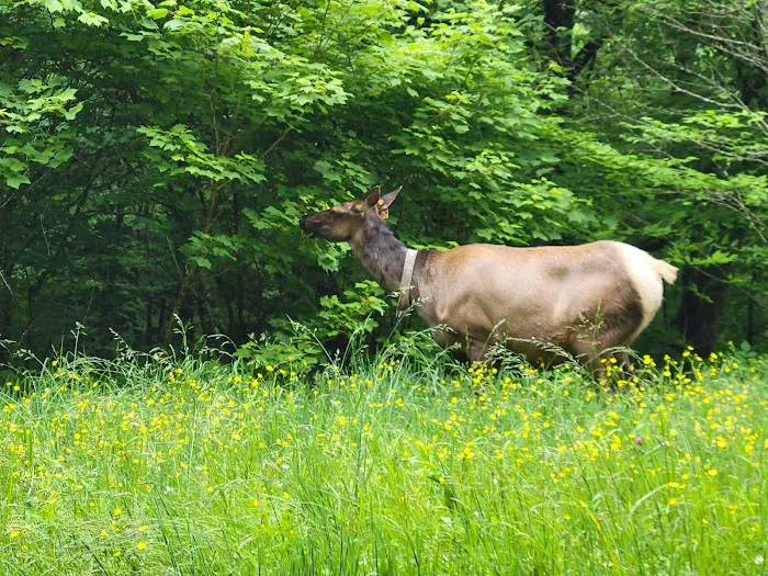 Balsam Mountain Campground 3