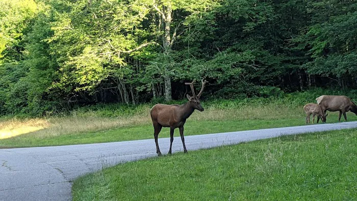 Balsam Mountain Campground 5