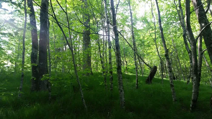 Balsam Mountain Campground 8