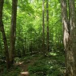 Backcountry Camp 77, Pilkey Creek