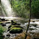 Backcountry Campsite #82