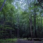 Backcountry Campsite #69