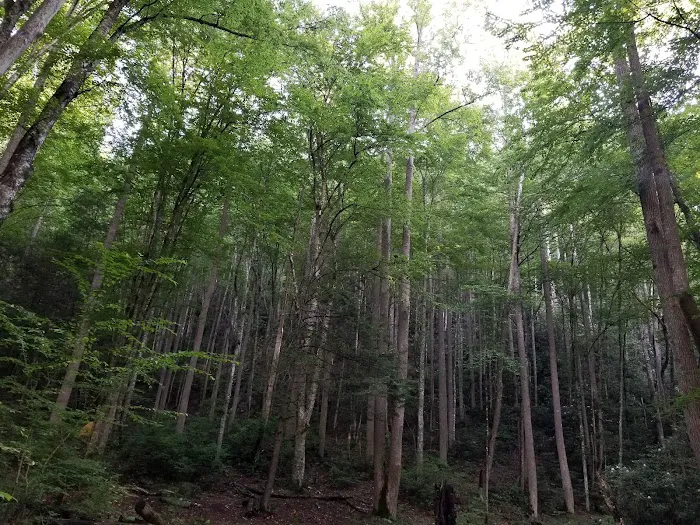 Backcountry Campsite #69 5