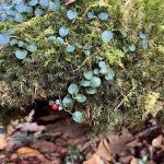 Backcountry Campsite #49