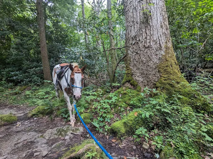 Anthony Creek Horse Camp 6