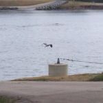 RV Park at Riverview, Ridley Rentals LLC