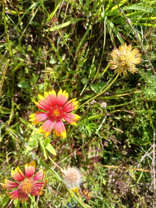 Pin Oak 3