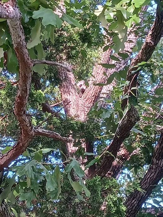 Pin Oak 0