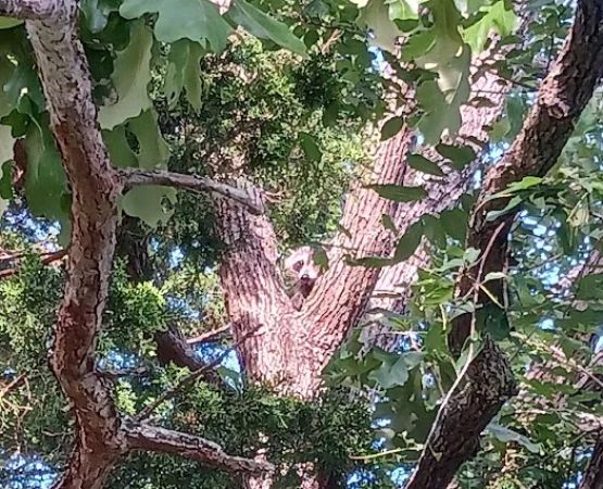 Pin Oak