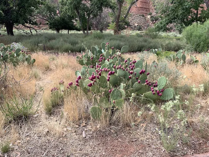 Camp Gooseberry Mesa 3