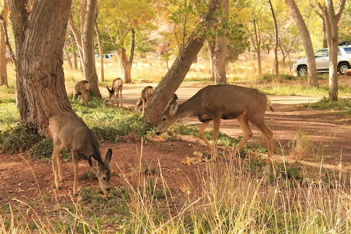 Zion NP South Campground 2