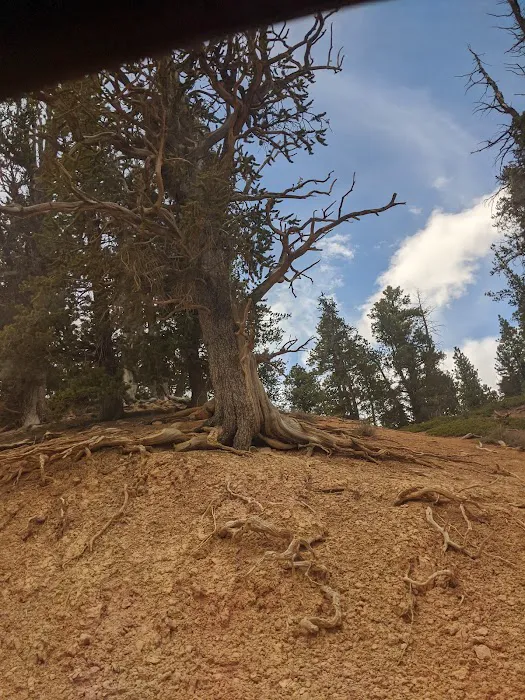 Mammoth Designated Dispersed Camping Area 8