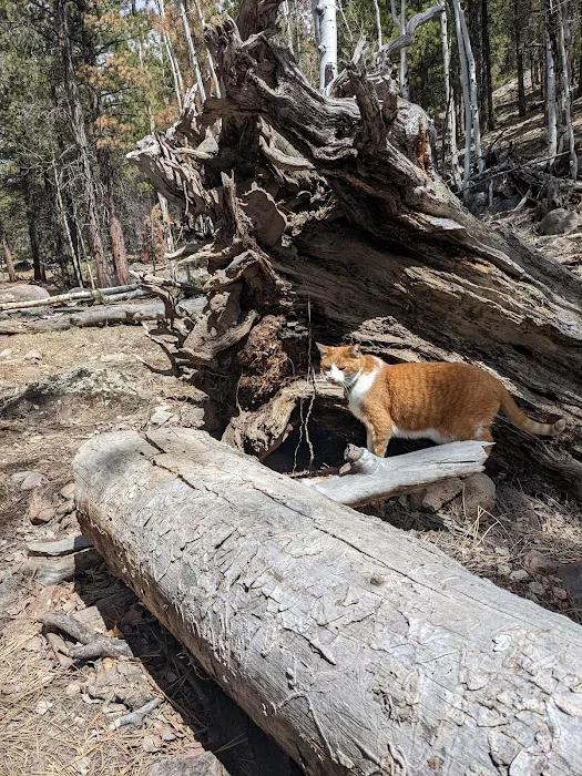 Mammoth Designated Dispersed Camping Area 7