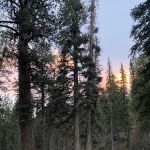 Mammoth Designated Dispersed Camping Area