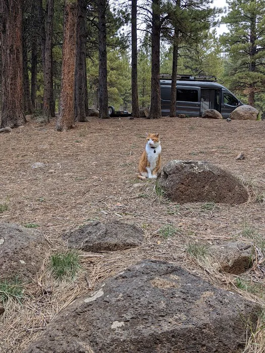 Mammoth Designated Dispersed Camping Area 2