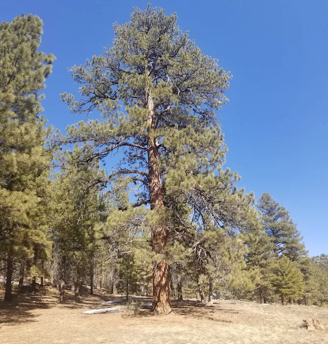 Mammoth Designated Dispersed Camping Area 3