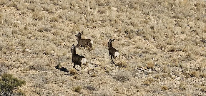 Stateline Campground 3