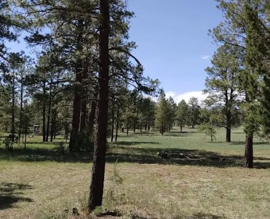 Yankee Designated Dispersed Camping Area