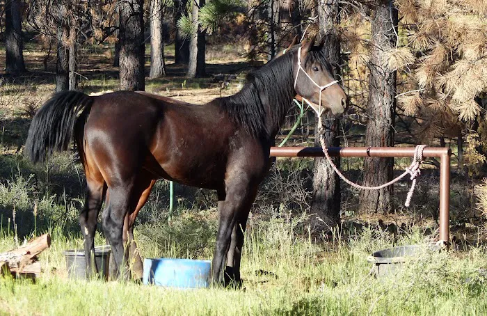 Coyote Hollow Equestrian Campground 7