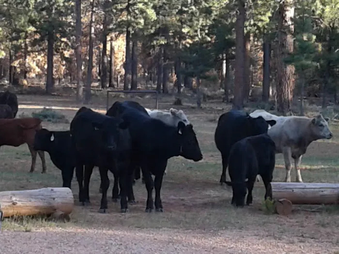 Coyote Hollow Equestrian Campground 9