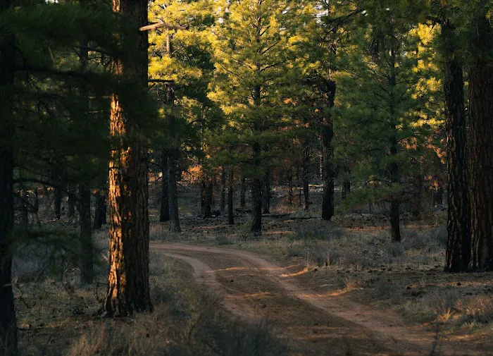 Dixie National Forest Dispersed Camping Area 5