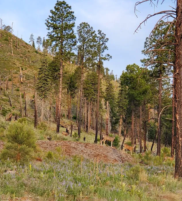 Little Elden Springs Horse Campground 1