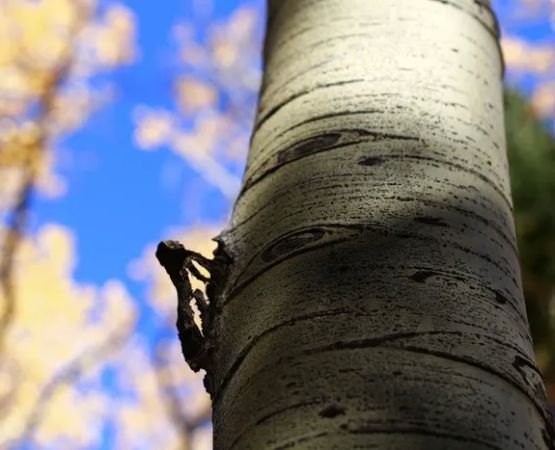 Lockett Meadow Campground