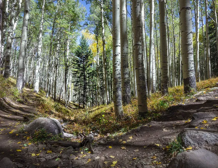 Lockett Meadow Campground 6