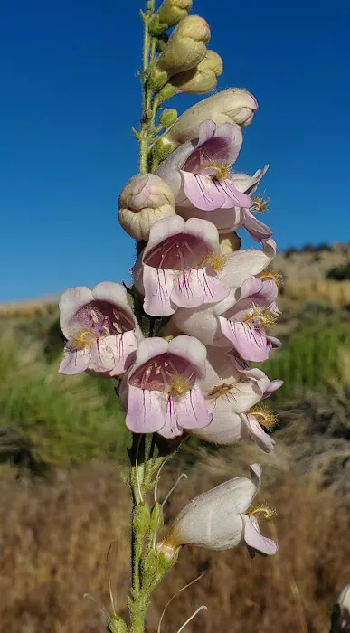 Sacramento Pass BLM Campground 2