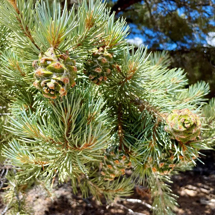Bob Scott Campground 6