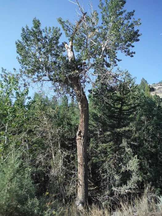 Big Cottonwood Campground 9