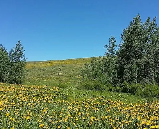 Big Bend Campground