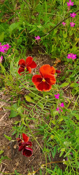 Oak Meadows 1