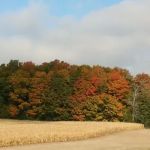 Whiskey Creek Condo Assoc.