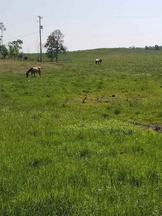 D bar D Ranch 1