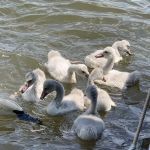 Loomis Landing Campground and Marina