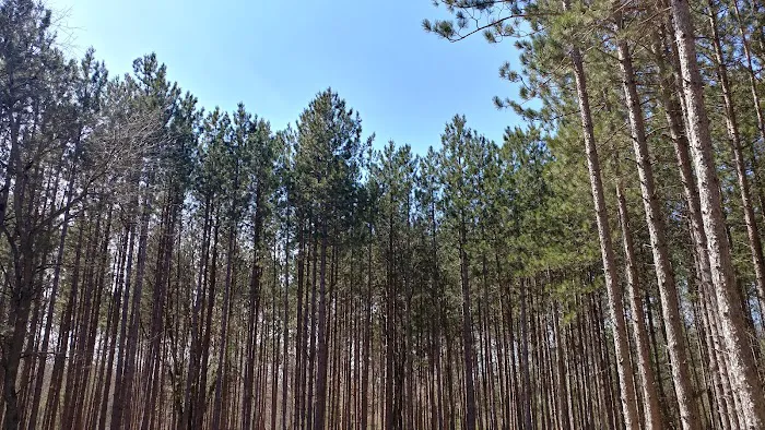 Carrieville State Forest Campground 6