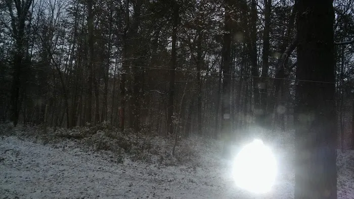 Carrieville State Forest Campground 4