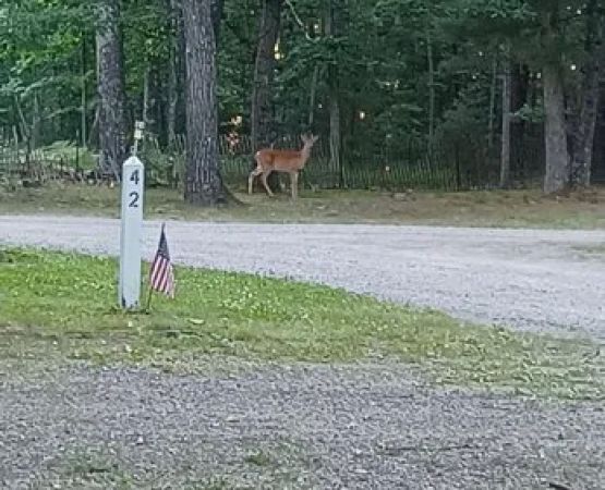 Shady Oaks Campground & RV Park