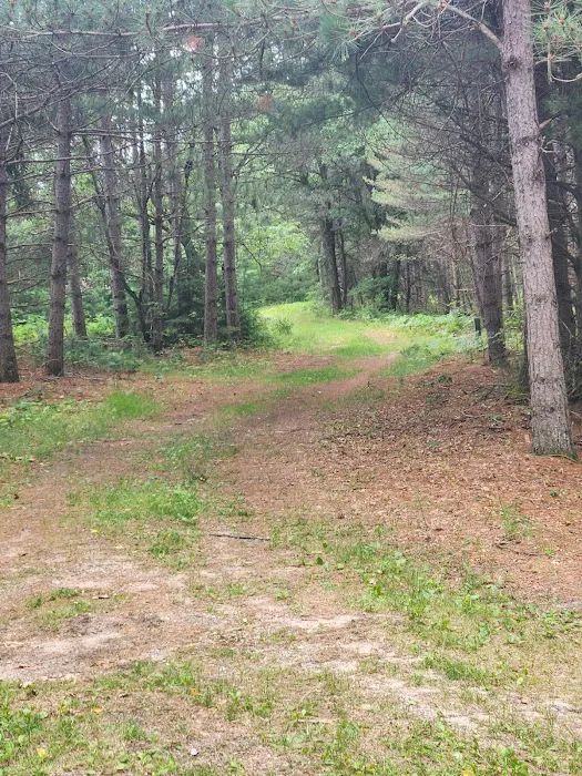 Tenting in the Pines 0