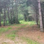 Tenting in the Pines