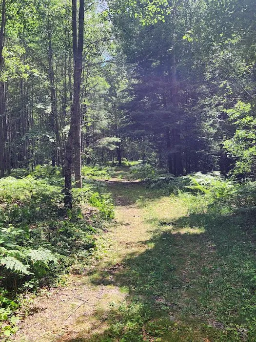 Tenting in the Pines 6