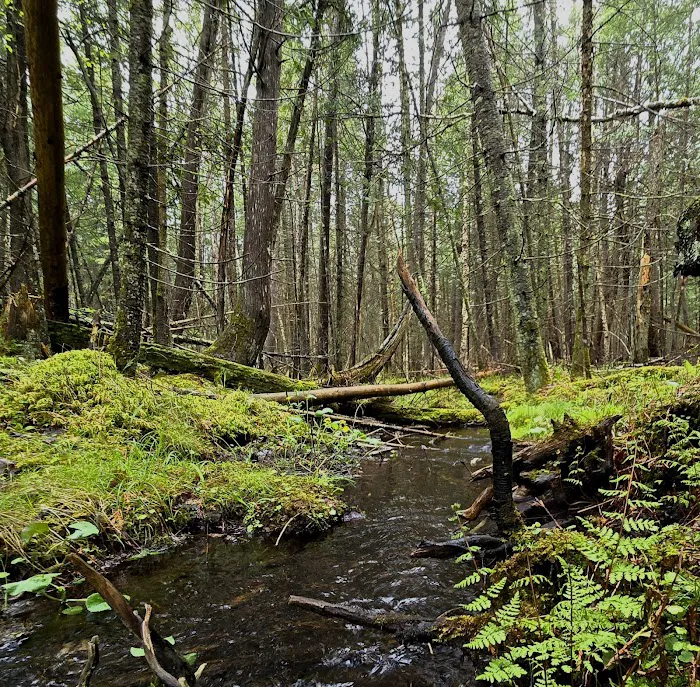 Meadow Springs Campground 8