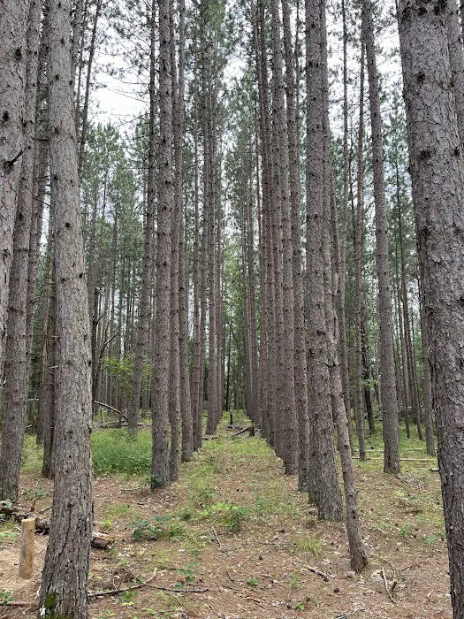Mio Pond State Forest Campground circle camp 9